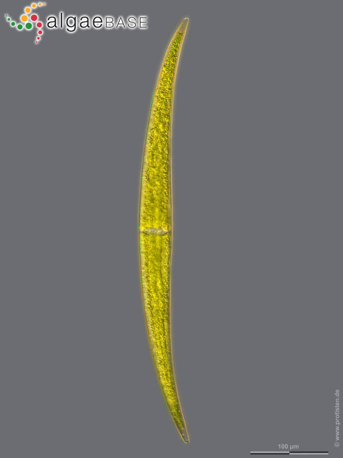 Closterium ralfsii var. hybridum Rabenhorst