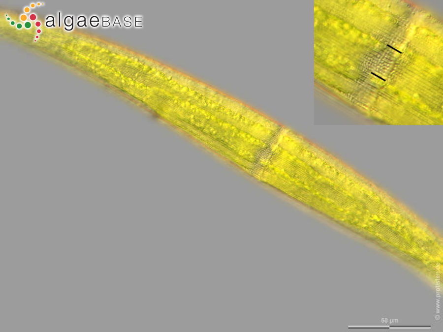 Closterium ralfsii var. hybridum Rabenhorst