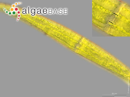 Closterium ralfsii var. hybridum Rabenhorst