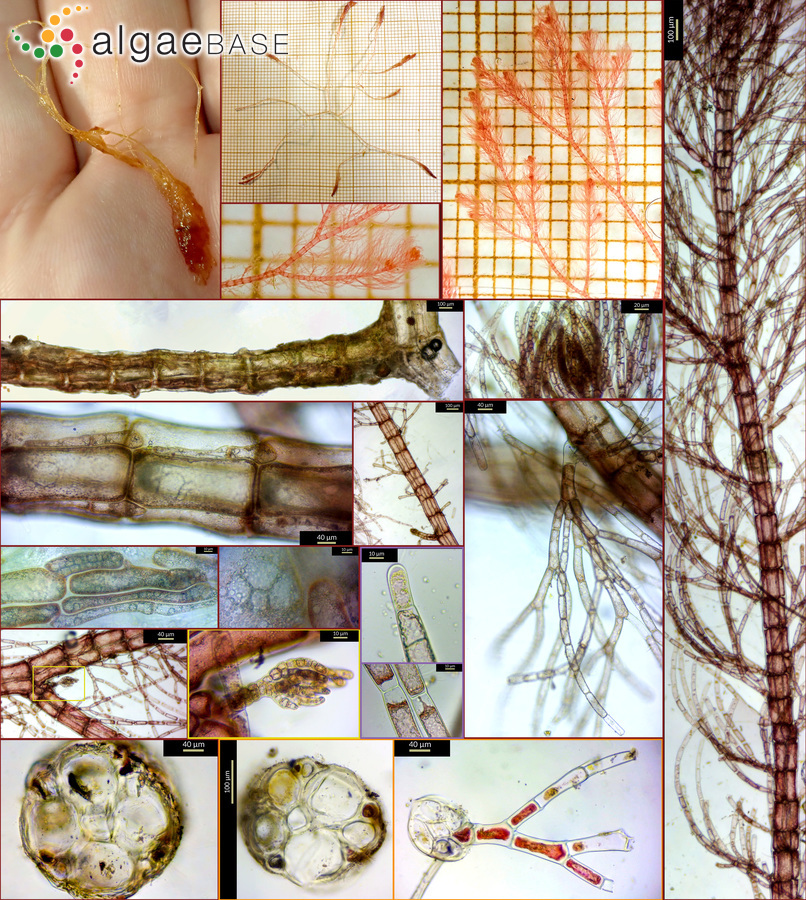 Lophocladia trichoclados (C.Agardh) F.Schmitz