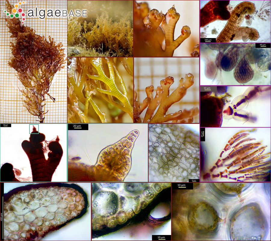 Rytiphlaea tinctoria (Clemente) C.Agardh