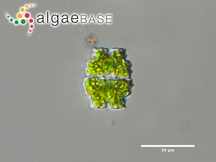 Euastrum denticulatum F.Gay