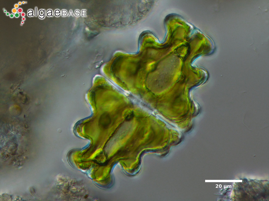 Euastrum humerosum var. affine (Ralfs) Raciborski