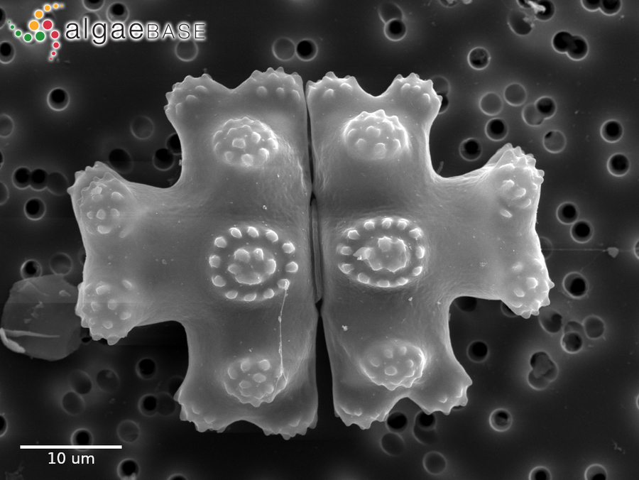 Euastrum gemmatum var. taftii Prescott