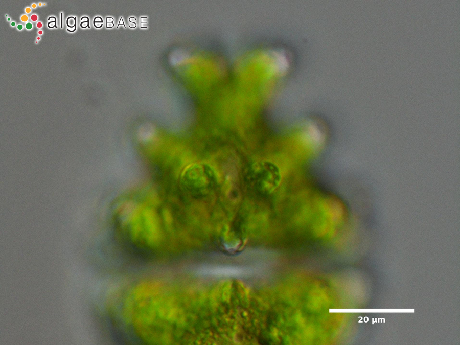 Euastrum humerosum var. affine (Ralfs) Raciborski