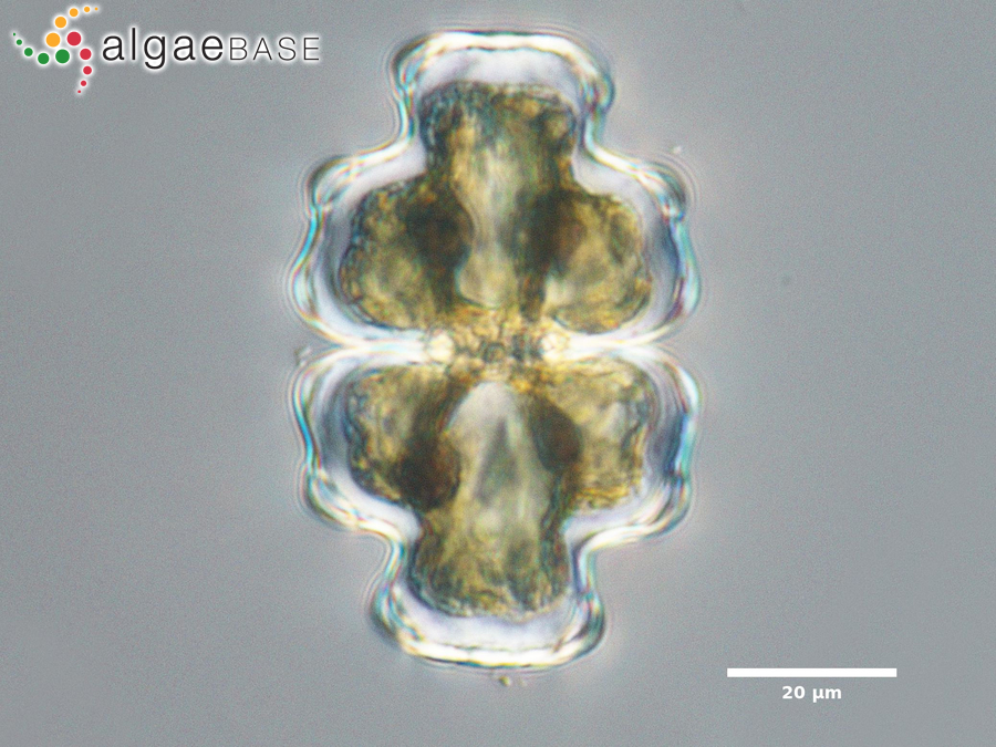 Euastrum pectinatum Brébisson ex Ralfs