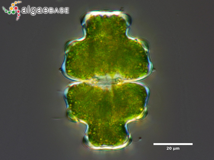 Euastrum pectinatum Brébisson ex Ralfs