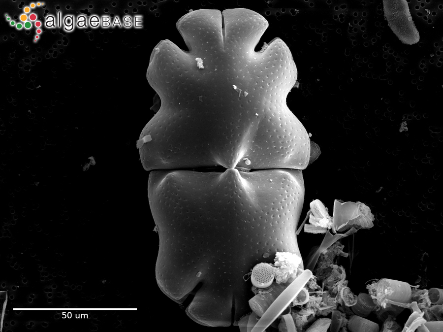 Euastrum ventricosum P.Lundell
