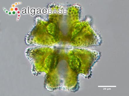 Euastrum verrucosum Ehrenberg ex Ralfs