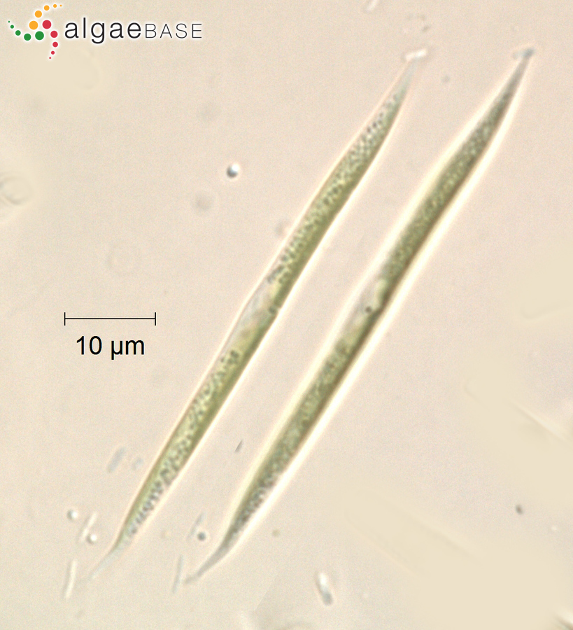 Koliella spiculiformis (Vischer) Hindák