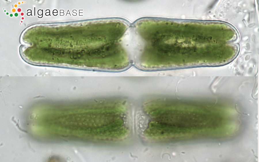 Tetmemorus brebissonii var. minor De Bary