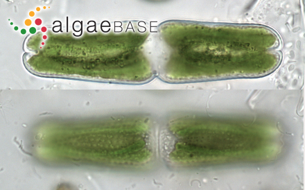 Tetmemorus brebissonii var. minor De Bary