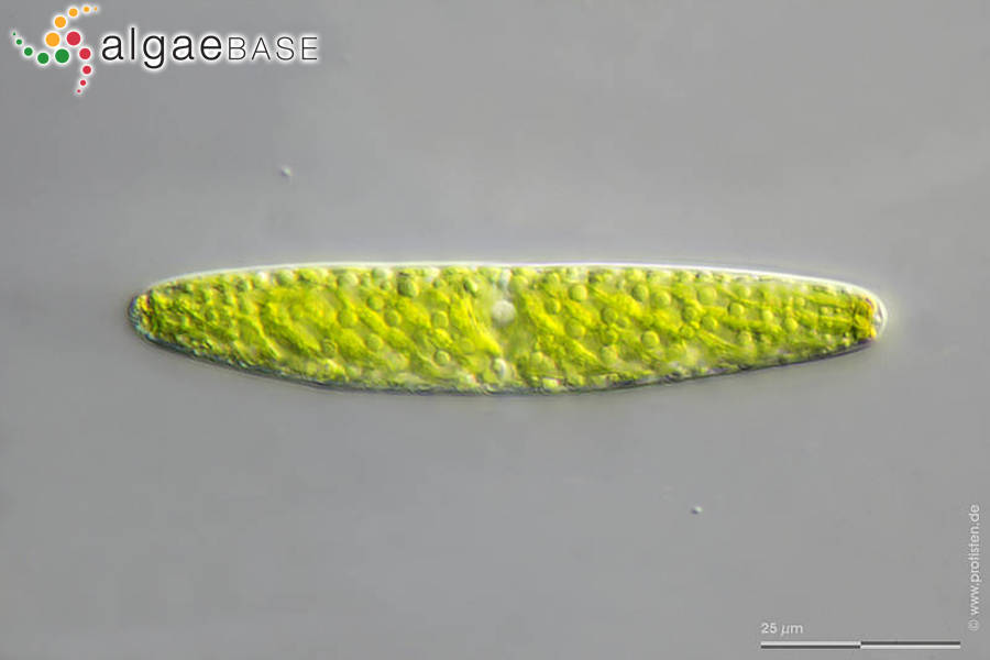 Tortitaenia obscura (Ralfs) Brook