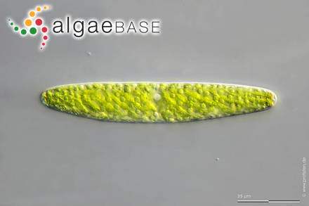 Tortitaenia obscura (Ralfs) Brook