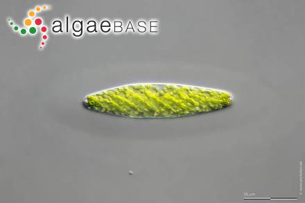Tortitaenia obscura (Ralfs) Brook