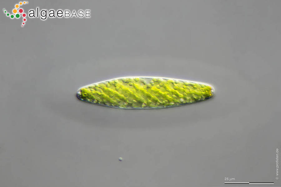 Tortitaenia obscura (Ralfs) Brook