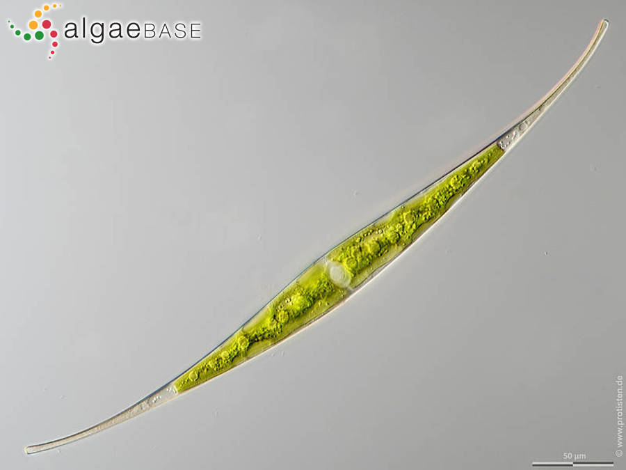 Closterium rostratum Ehrenberg ex Ralfs