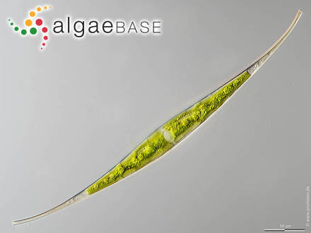 Closterium rostratum Ehrenberg ex Ralfs