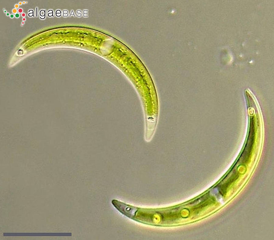 Closterium incurvum Brébisson