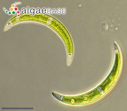 Closterium incurvum Brébisson
