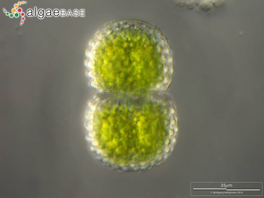 Cosmarium pseudamoenum Wille