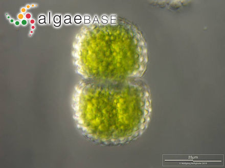 Cosmarium pseudamoenum Wille