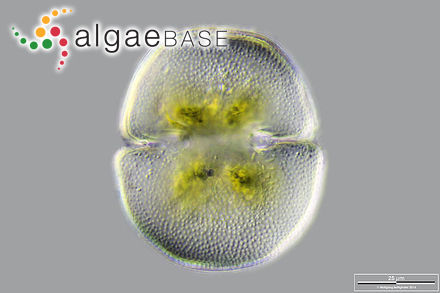 Cosmarium pseudonitidulum var. validum West & G.S.West