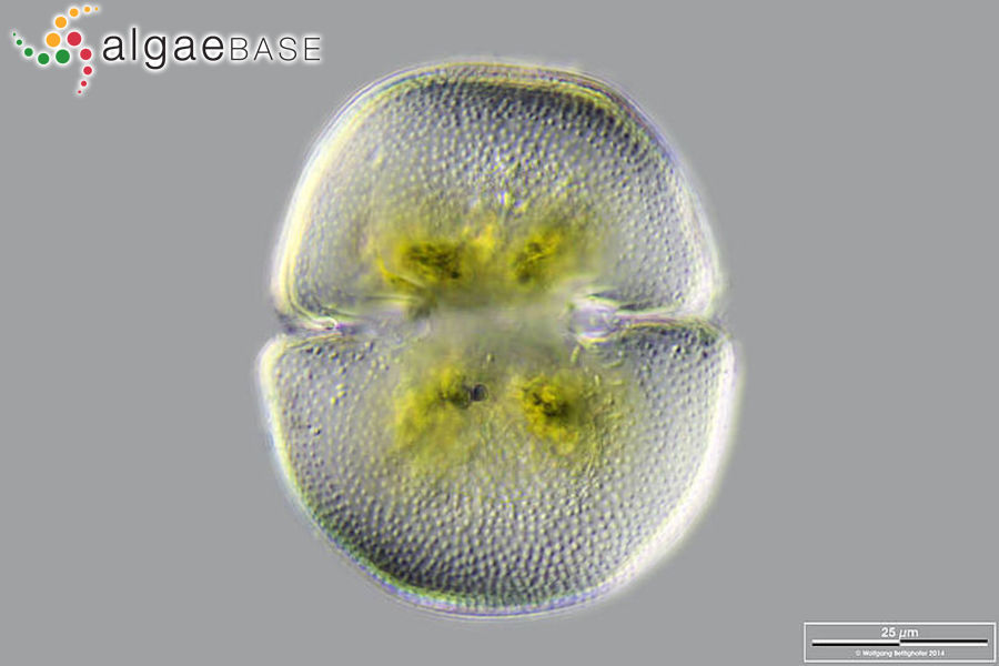 Cosmarium pseudonitidulum var. validum West & G.S.West