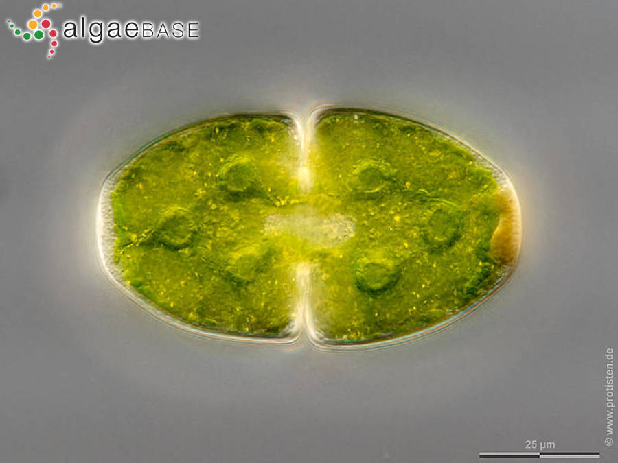 Cosmarium pyramidatum Brébisson ex Ralfs