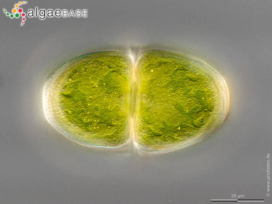 Cosmarium pyramidatum Brébisson ex Ralfs