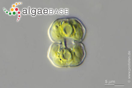 Cosmarium quadratulum (F.Gay) De Toni