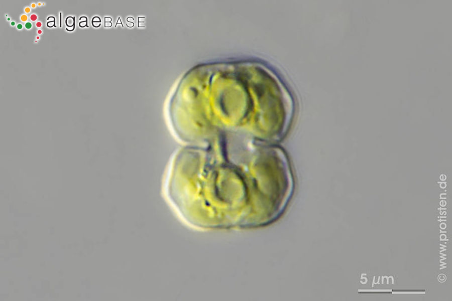 Cosmarium quadratulum (F.Gay) De Toni