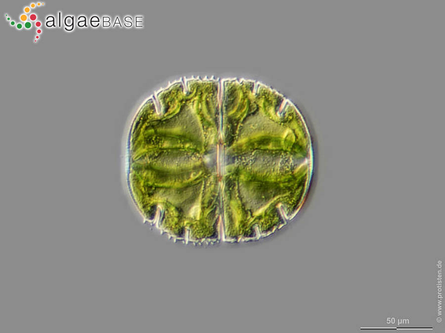 Micrasterias truncata var. quadrata Bulnheim