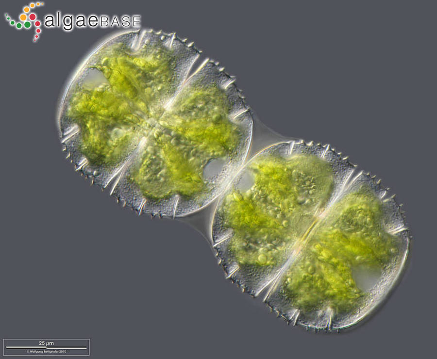 Micrasterias truncata var. quadrata Bulnheim