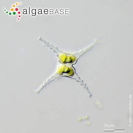 Staurastrum chaetoceras (Schröder) G.M.Smith