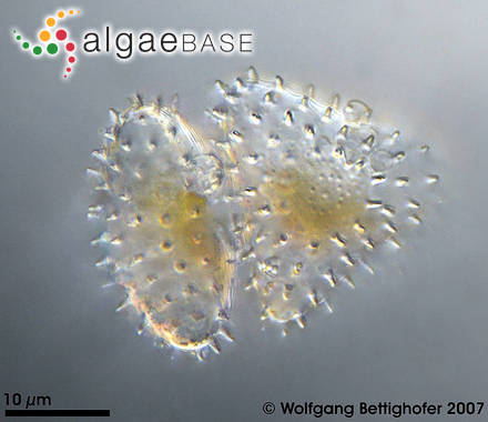 Staurastrum pilosum Brébisson