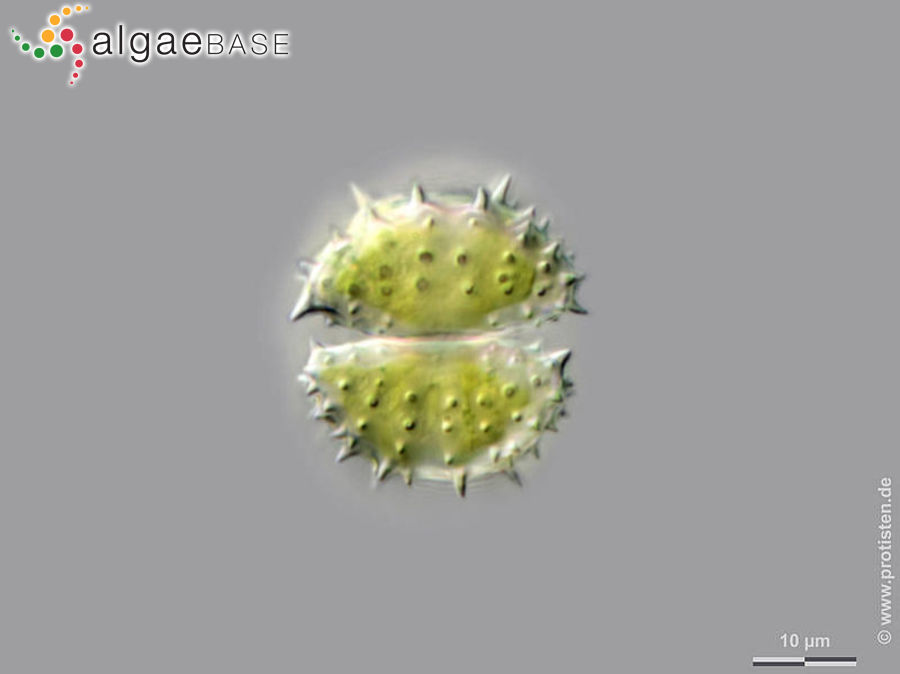 Staurastrum simonyi var. sparsiaculeatum (Schmidle) M.Hirano
