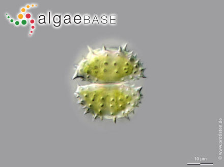 Staurastrum simonyi var. sparsiaculeatum (Schmidle) M.Hirano