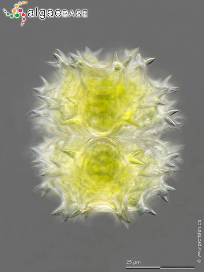 Staurastrum spongiosum var. perbifidum West