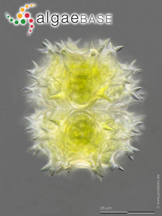 Staurastrum spongiosum var. perbifidum West