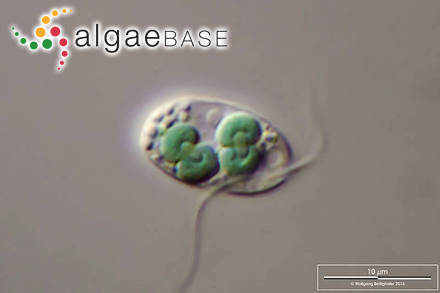 Cyanophora paradoxa Korshikov