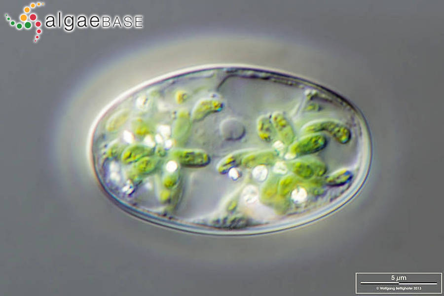 Glaucocystis nostochinearum Itzigsohn