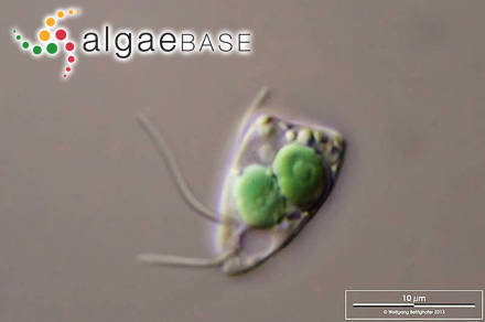 Cyanophora paradoxa Korshikov