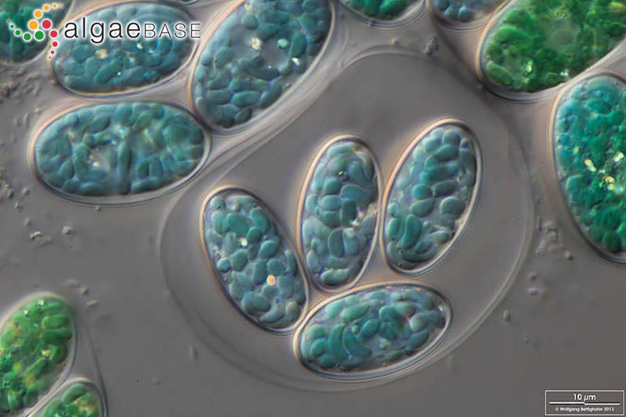Glaucocystis nostochinearum Itzigsohn