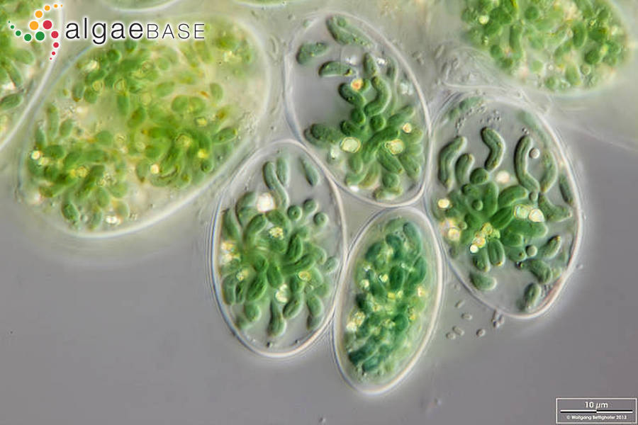 Glaucocystis nostochinearum Itzigsohn