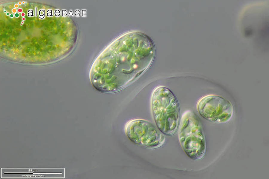 Glaucocystis nostochinearum Itzigsohn