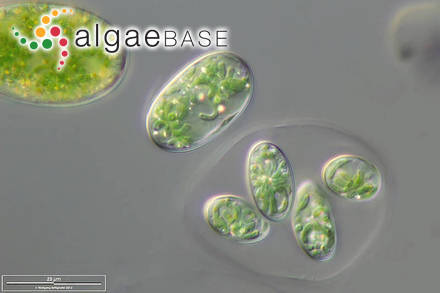 Glaucocystis nostochinearum Itzigsohn