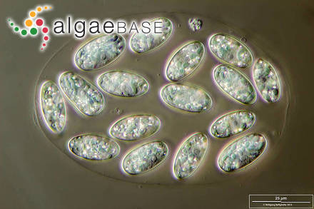 Glaucocystis nostochinearum Itzigsohn