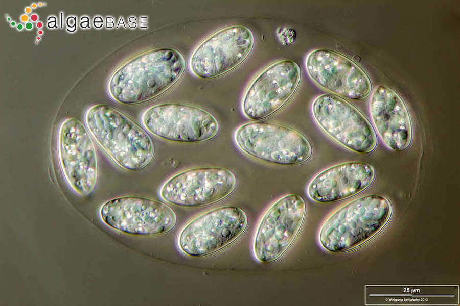 Glaucocystis nostochinearum Itzigsohn