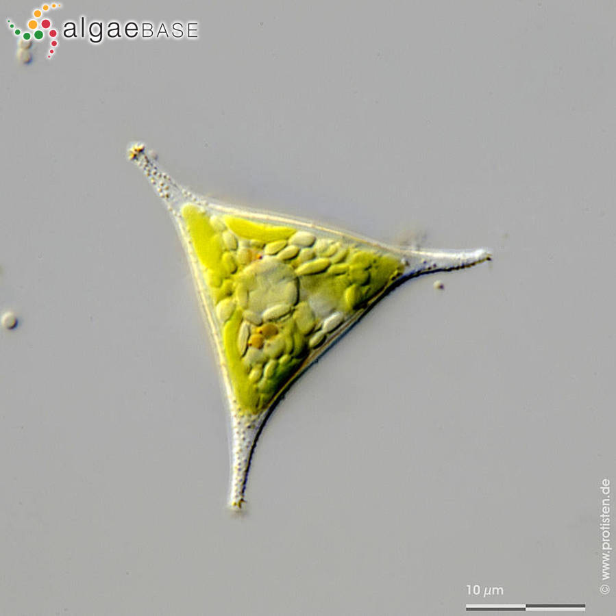 Pseudogoniochloris tripus (Pascher) Krienitz, E.Hegewald, Reymond & Peschke